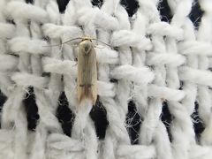 Tachystola hemisema