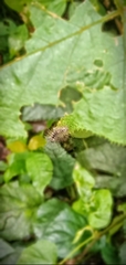Dasychira meridionalis