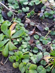 Dichondra brevifolia