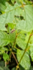 Dasychira meridionalis