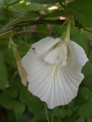 Clitoria ternatea albiflora
