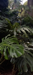 Monstera deliciosa
