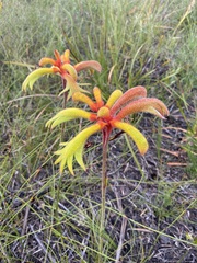 Anigozanthos humilis
