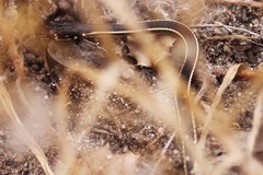 Masticophis lateralis