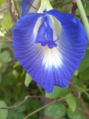 Clitoria ternatea albiflora