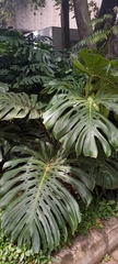 Monstera deliciosa