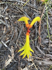 Anigozanthos humilis