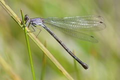 Argia tonto