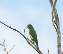 Brotogeris versicolurus