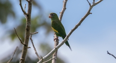 Brotogeris versicolurus