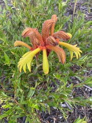 Anigozanthos humilis