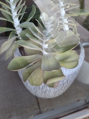 Kalanchoe luciae