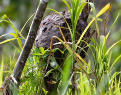 Brotogeris versicolurus