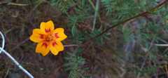 Tagetes lunulata