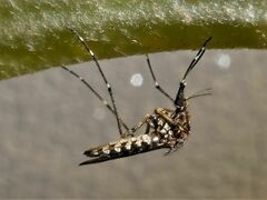 Aedes alboannulatus