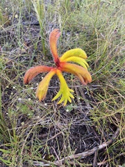 Anigozanthos humilis