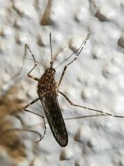 Aedes alboannulatus