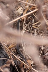 Masticophis lateralis