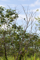 Brotogeris versicolurus