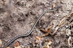 Masticophis lateralis