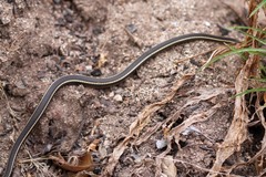 Masticophis lateralis