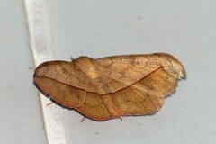 Anticarsia irrorata