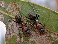 Myrmophyma