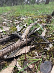 Caladenia moschata