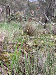 Caladenia moschata