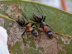 Myrmophyma
