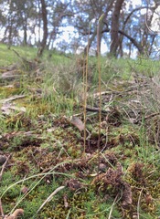 Caladenia moschata