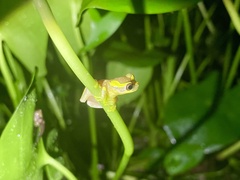 Dendropsophus ebraccatus