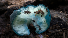 Coprinopsis pulchricaerulea