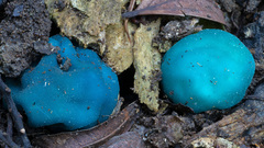 Coprinopsis pulchricaerulea
