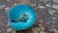 Coprinopsis pulchricaerulea
