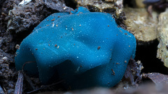 Coprinopsis pulchricaerulea