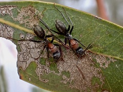 Myrmophyma