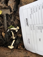 Hebeloma ischnostylum