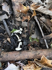 Hebeloma ischnostylum