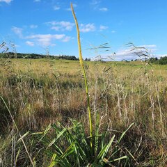 Kniphofia multiflora