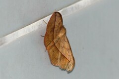 Anticarsia irrorata