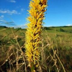Kniphofia multiflora