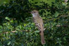 Myiarchus cinerascens