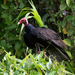 Tropical Turkey Vulture - Photo (c) Cullen Hanks, some rights reserved (CC BY-NC), uploaded by Cullen Hanks