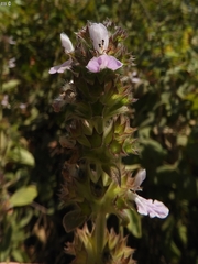 Stachys viticina
