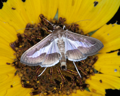 Diaphania