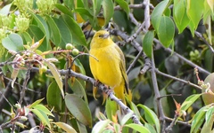 Sicalis