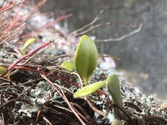 Pyrrosia eleagnifolia