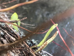 Pyrrosia eleagnifolia