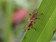 Dichetophora